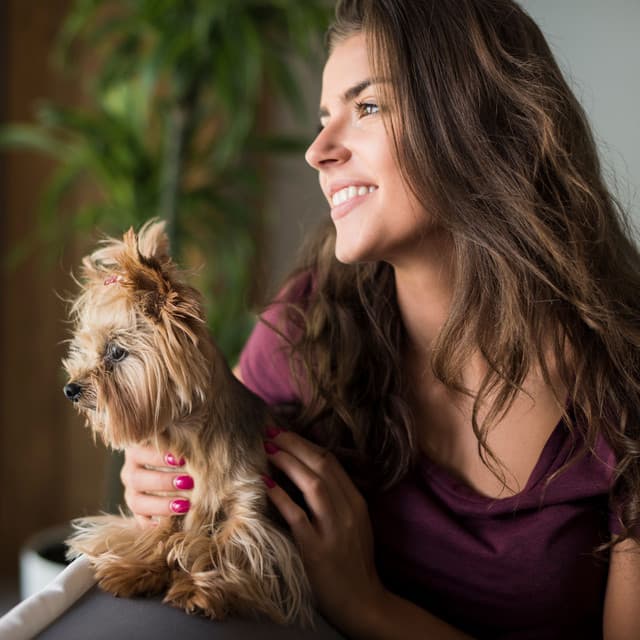 Piano Paws: Tranquil Rain Tunes for Pets - Piano Animal