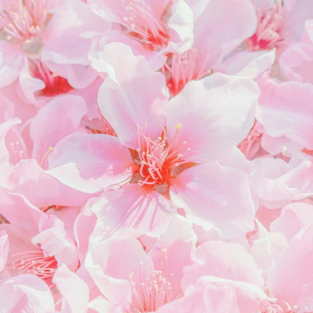 30 Day Boost: Neural Harmony - Spa Music Relaxation