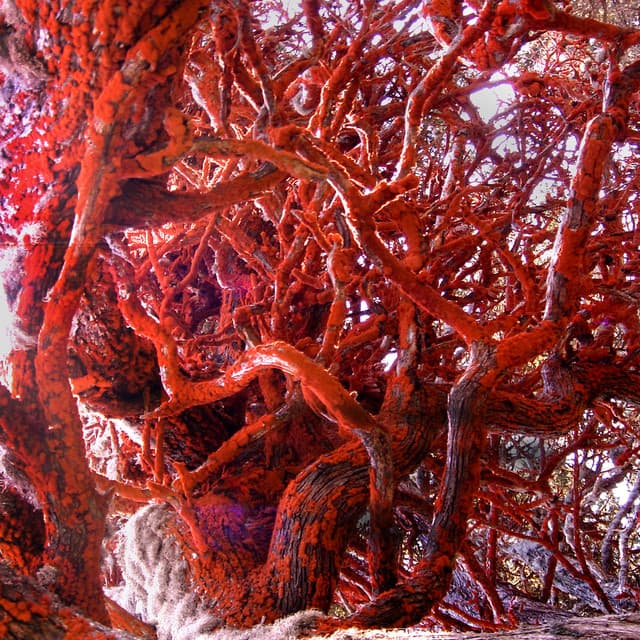 Inside the Tree - Floraleda Sacchi