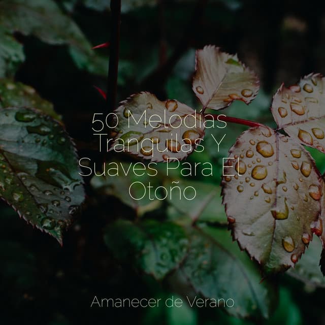 50 Melodías Tranquilas Y Suaves Para El Otoño - Relajación Meditar Academie