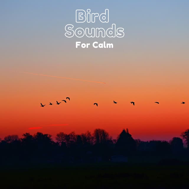 Bird sounds for Calm - Natural Sample Makers