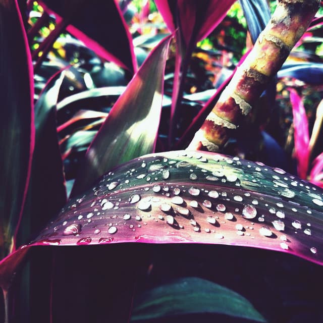 A Sophisticated Blend of Tropical Afrobeats - Afrobeat Machines