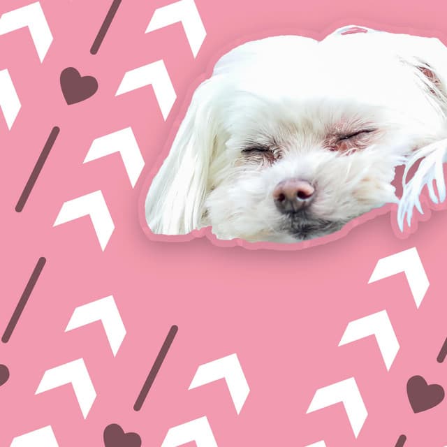 Spaw Day - Soothing Dog Sounds